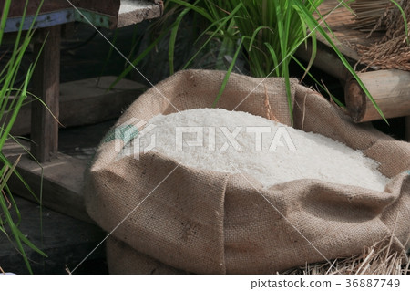 rice grain white  in burlap sack 36887749
