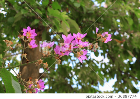 Pink crape myrtle Lagerstroemia  speciosa or jarul 36887774
