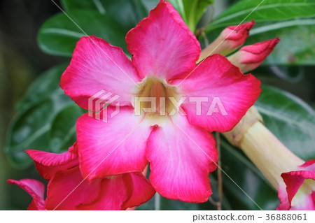 Desert Rose Tropical flower Pink  36888061