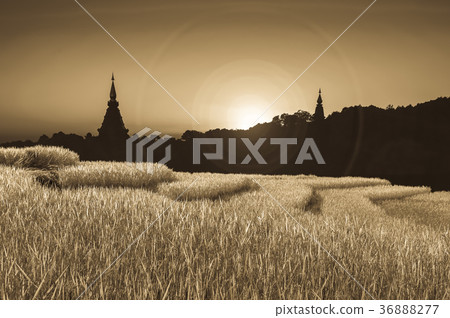 Rice fields in Chiangmai Thailand. Rice fields in Chiangmai Thailand. 36888277