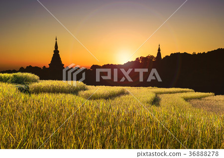 Rice fields in Chiangmai Thailand. Rice fields in Chiangmai Thailand. 36888278