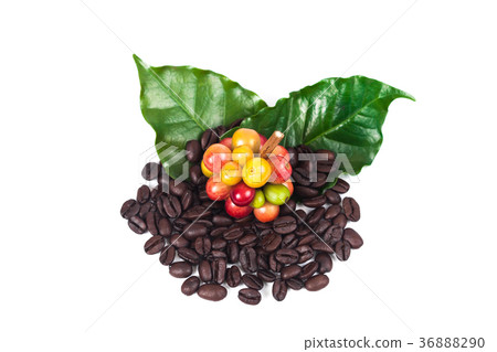 fresh coffee beans and dry coffee beans on white  36888290