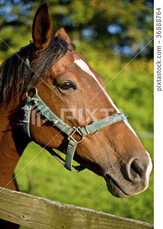 Salabrelet Salabrelet 36888764