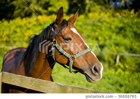 薩拉·布雷特 36888765