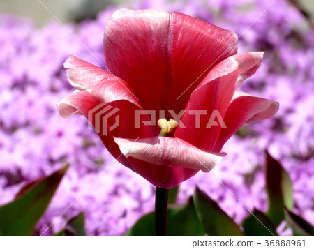 Thornhill red tulip flower 2016 36888961