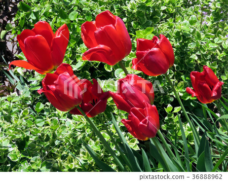 Thornhill red tulip flowers 2016 36888962