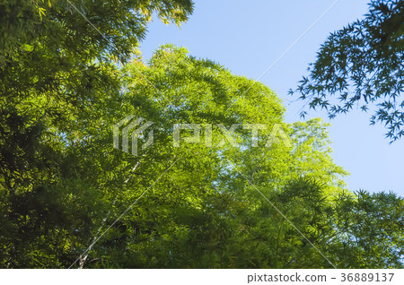 竹林 竹林 36889137