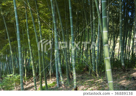 竹林 竹林 36889138