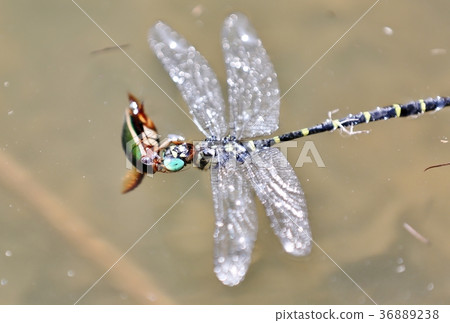 Genkorrow捕食蜻蜓 36889238