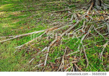 Prop root of banyan tree and green grass  36889369