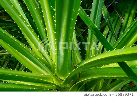 Pandanus tectorius, Pandanus odoratissimus tree Pandanus tectorius, Pandanus odoratissimus tree 36889371