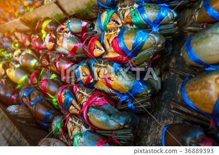 Scylla serrata. Fresh crabs are tied with rope Scylla serrata. Fresh crabs are tied with rope 36889393