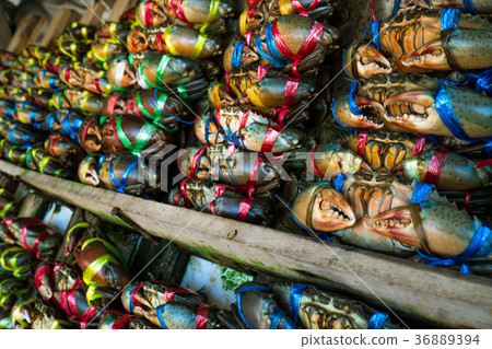 Scylla serrata. Fresh crabs are tied with rope Scylla serrata. Fresh crabs are tied with rope 36889394