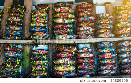 Scylla serrata. Fresh crabs are tied with rope Scylla serrata. Fresh crabs are tied with rope 36889396