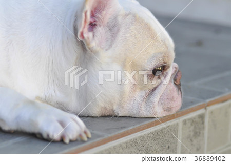 absent-minded dog or  French bulldog 36889402