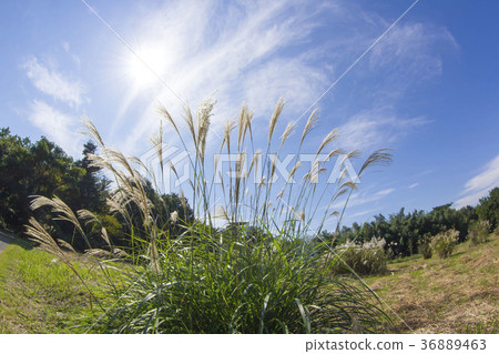 芒草 36889463
