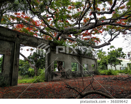 廢墟鳳凰 36889642