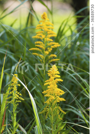 黃花 黃花 36889730