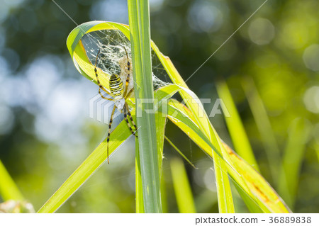 Argiope spider 36889838