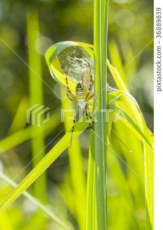 Argiope spider Argiope spider 36889839