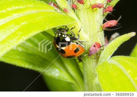 Ladybug Ladybug 36889910