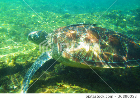 Sea turtle Sea turtle 36890058