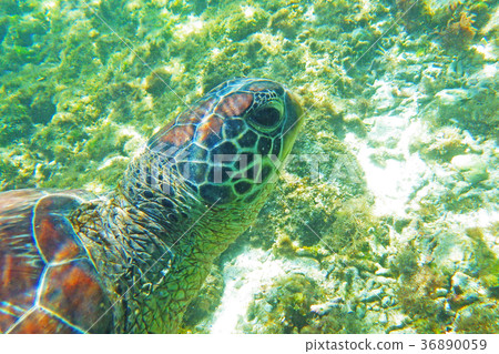 Sea turtle Sea turtle 36890059