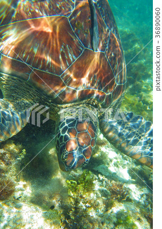 Sea turtle Sea turtle 36890060