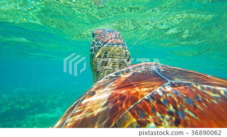 Sea turtle Sea turtle 36890062