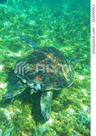 Sea turtle Sea turtle 36890063