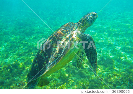 Sea turtle Sea turtle 36890065
