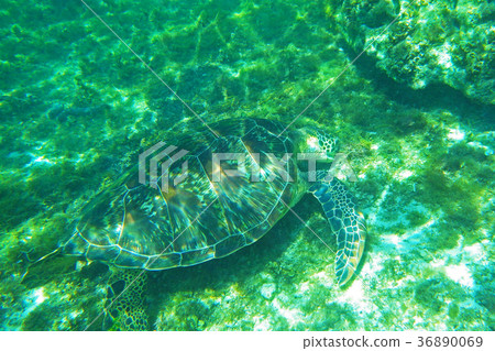 Sea turtle Sea turtle 36890069