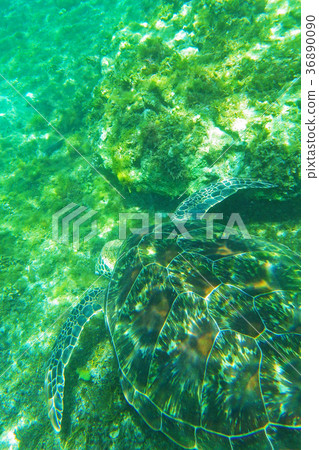 Sea turtle 36890090