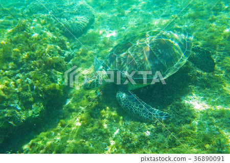 Sea turtle Sea turtle 36890091