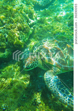 海龜 海龜 36890093