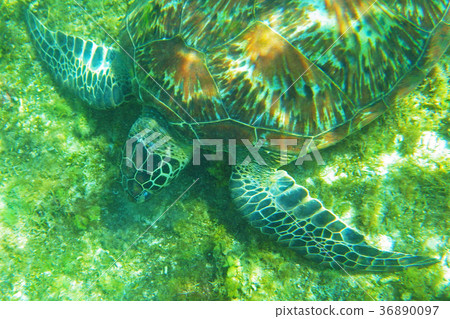 Sea turtle Sea turtle 36890097