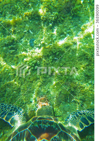 Sea turtle Sea turtle 36890099