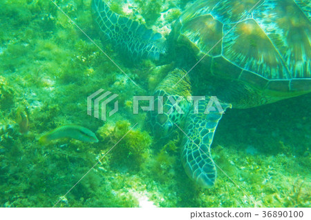 Sea turtle 36890100