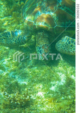 Sea turtle 36890102