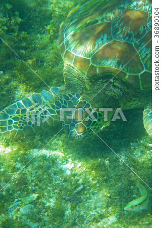 Sea turtle 36890104