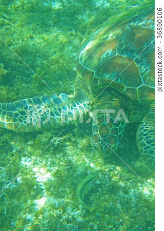 Sea turtle 36890106