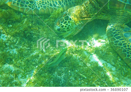 Sea turtle 36890107