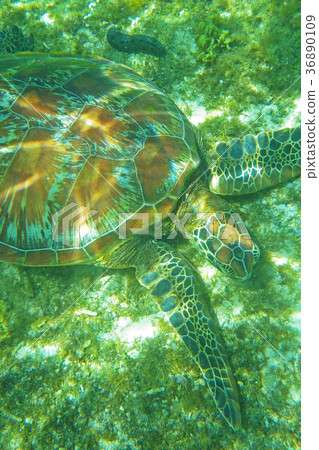 Sea turtle 36890109