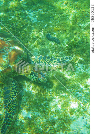 Sea turtle Sea turtle 36890138