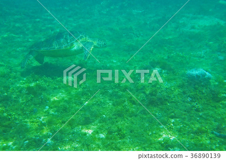 Sea turtle Sea turtle 36890139
