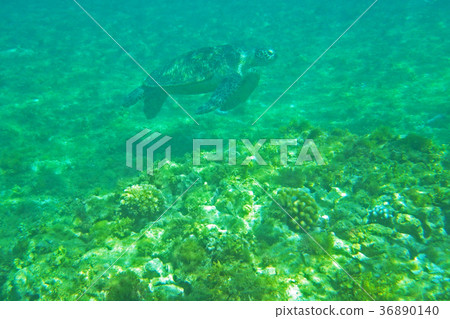 Sea turtle 36890140