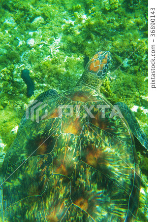 Sea turtle Sea turtle 36890143