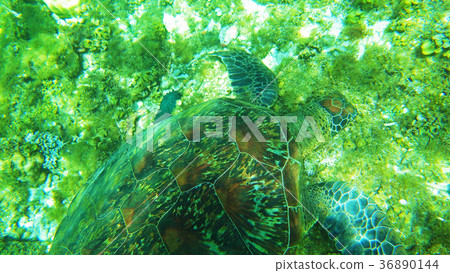 Sea turtle 36890144