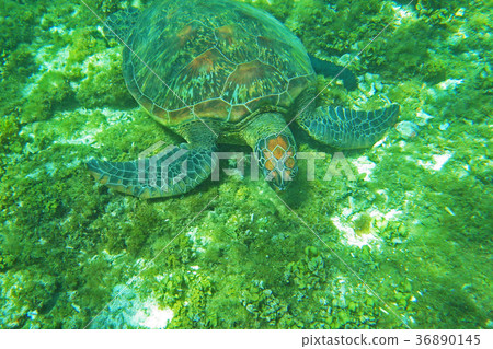 Sea turtle 36890145
