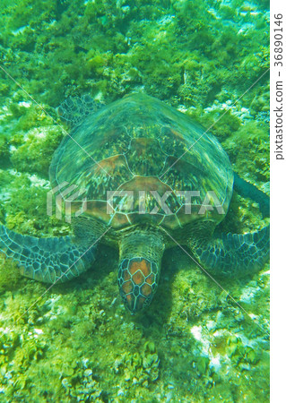 Sea turtle 36890146